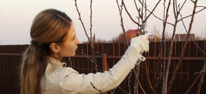 Обрезка плодовых деревьев