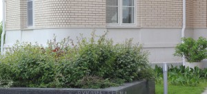 Цветочница гранитная, малый розарий